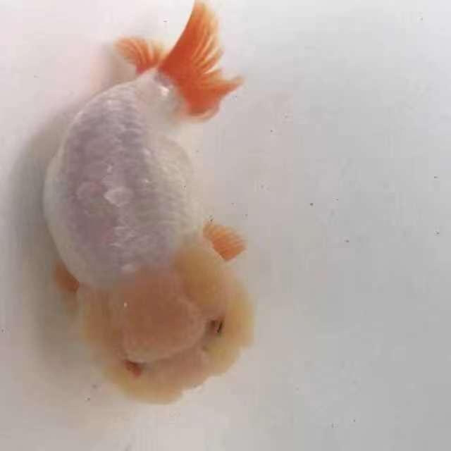 亿鸿观赏鱼