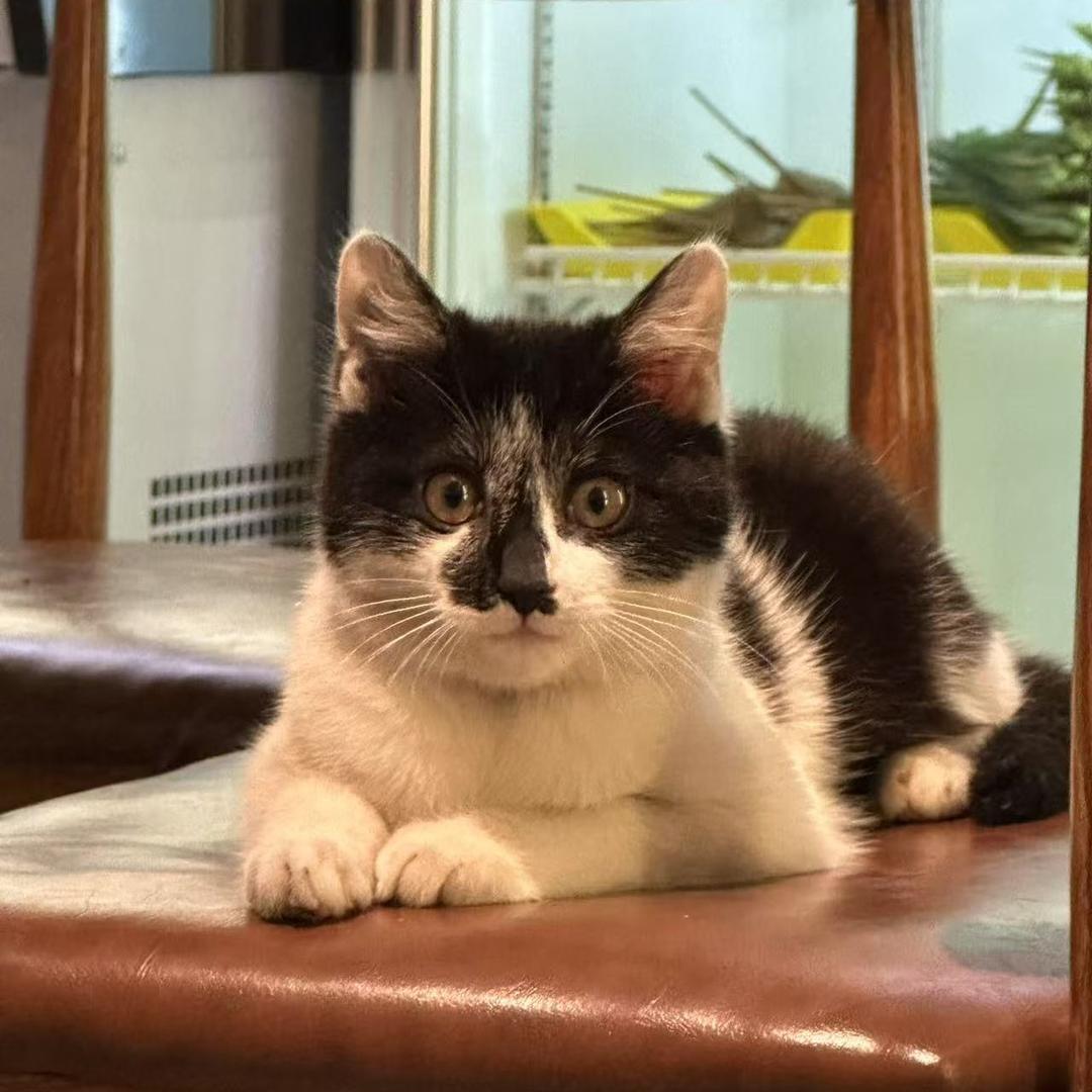 萨尔玛依的喵生