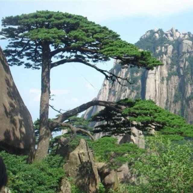 辛