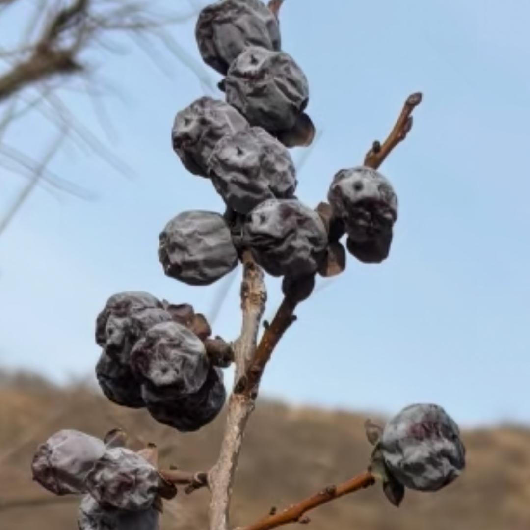 太行山黑枣[磨牙甄选]