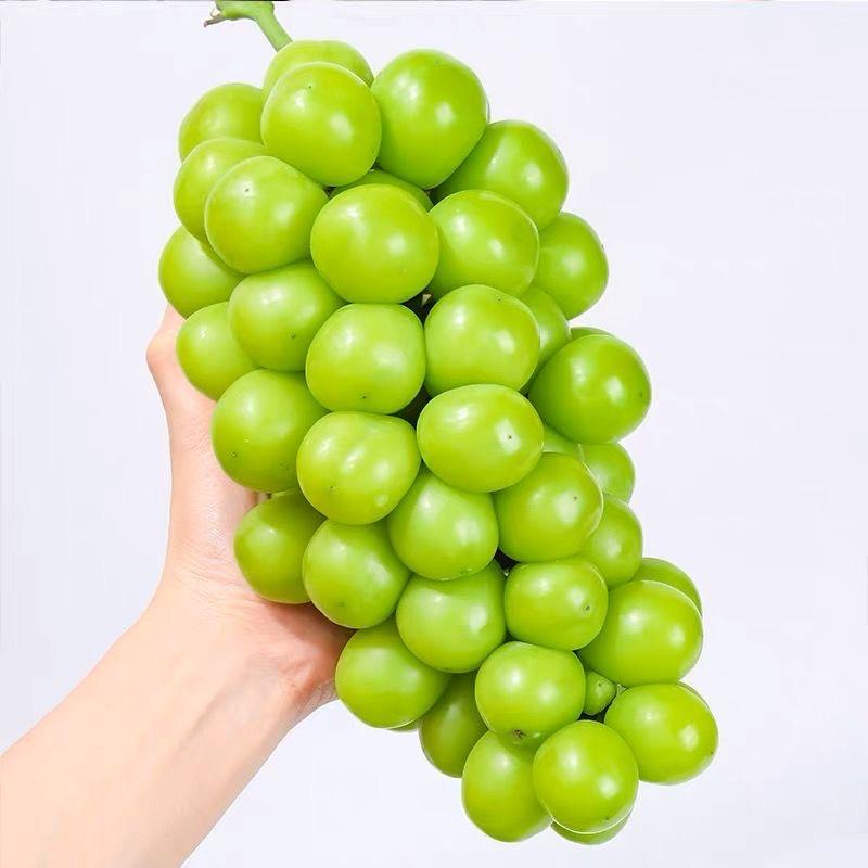 珍品特选