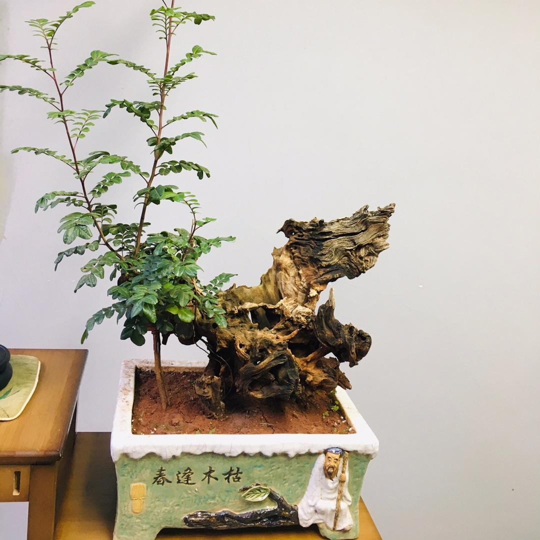 松和盆景