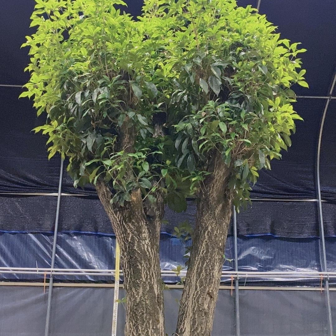 花石间甄选