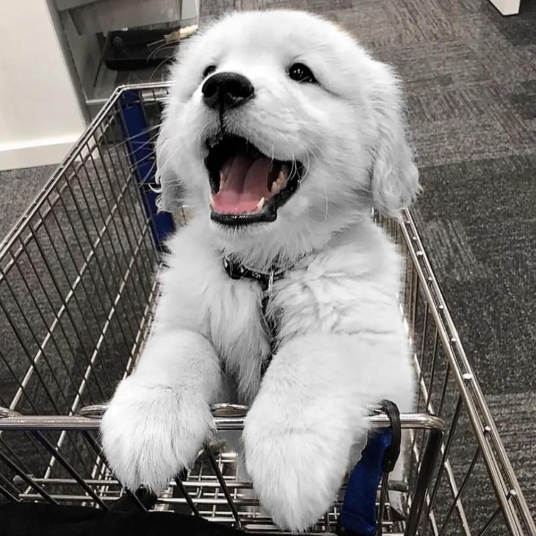 神经狗