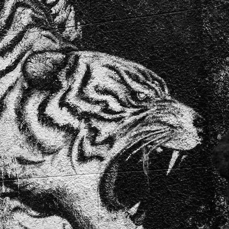 老虎鸣虫的好物分享站