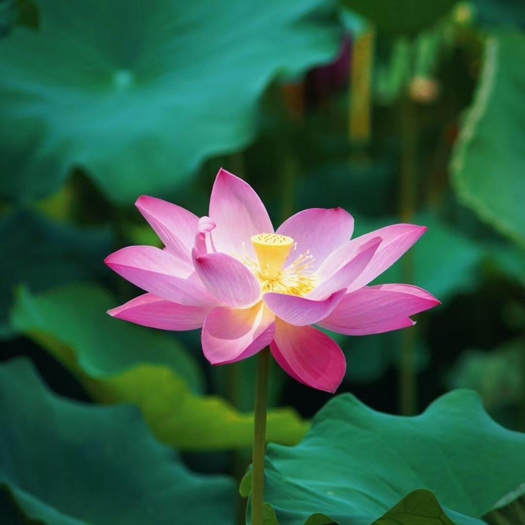 向阳而昇