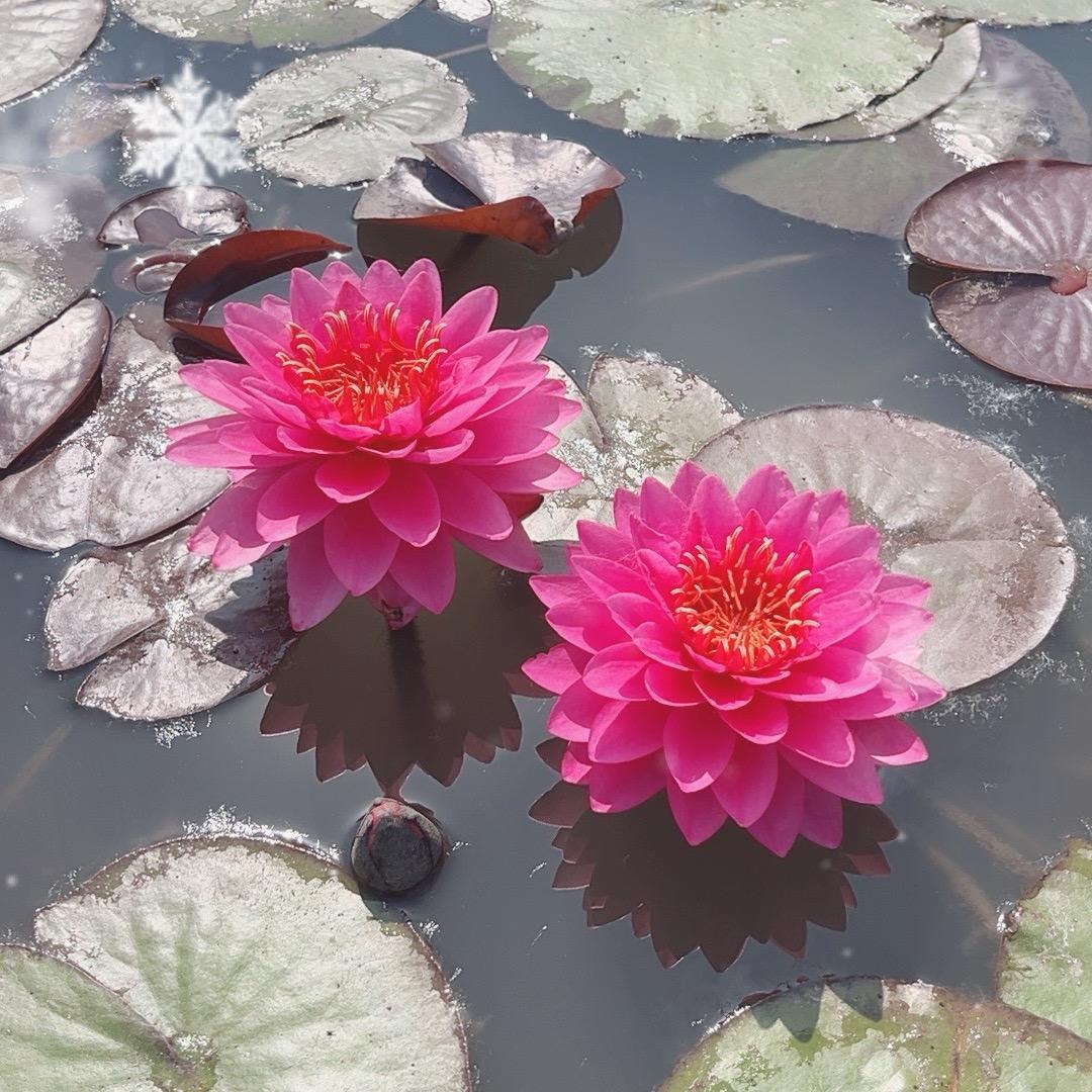 嘉莲苑花木场