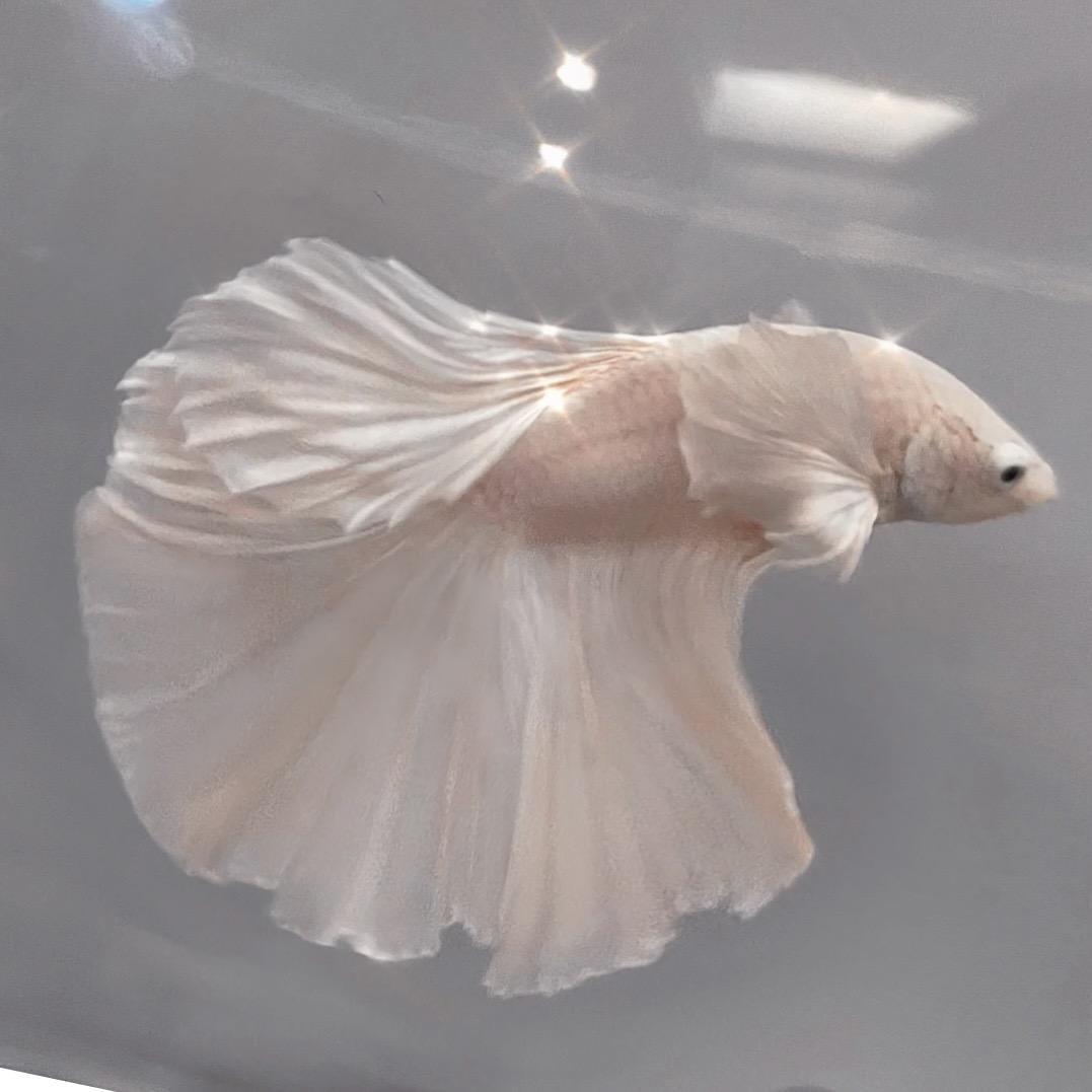 旺糯糯（🧘🏻‍♀️）