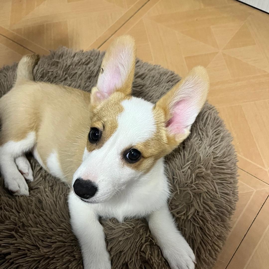 小霍