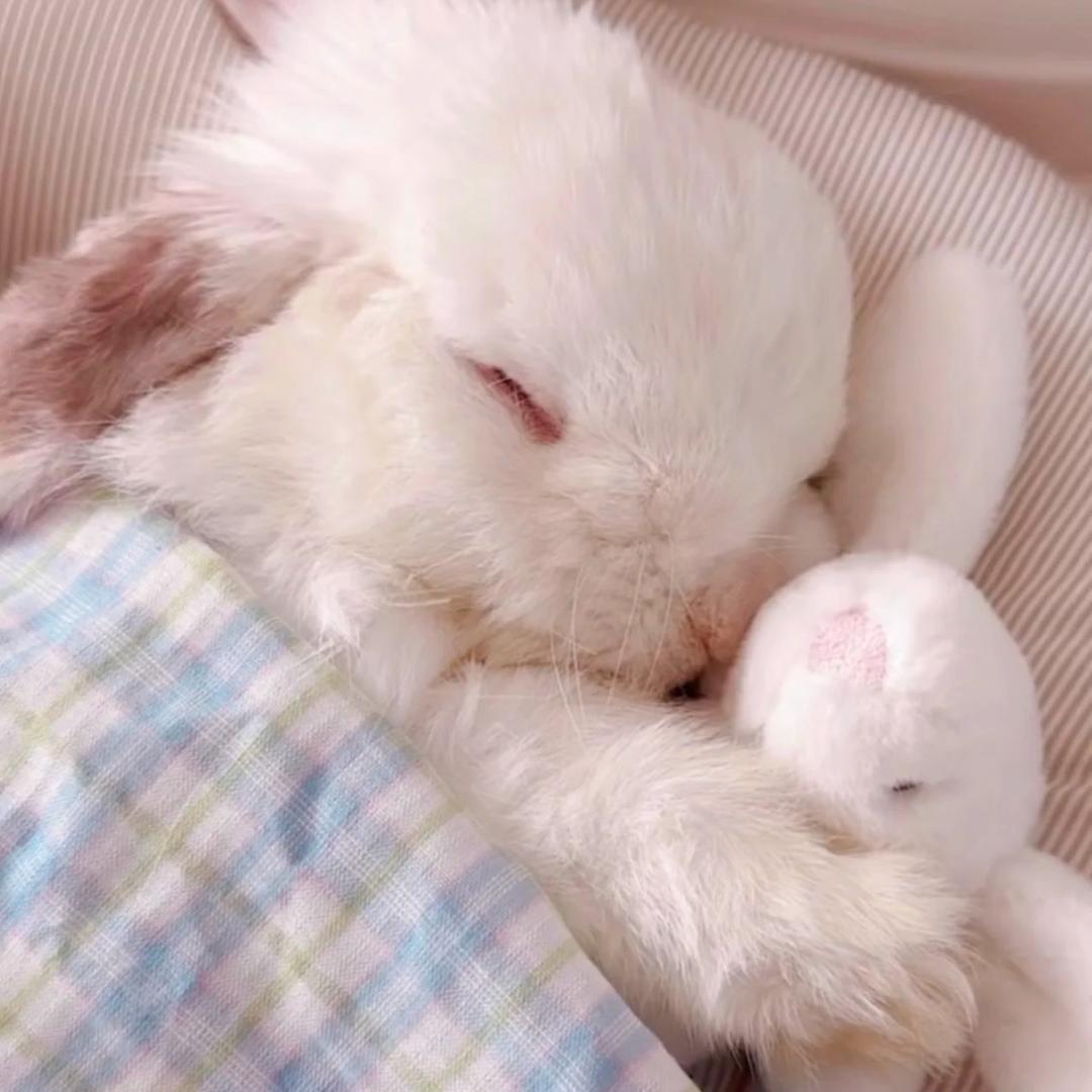 小兔牙