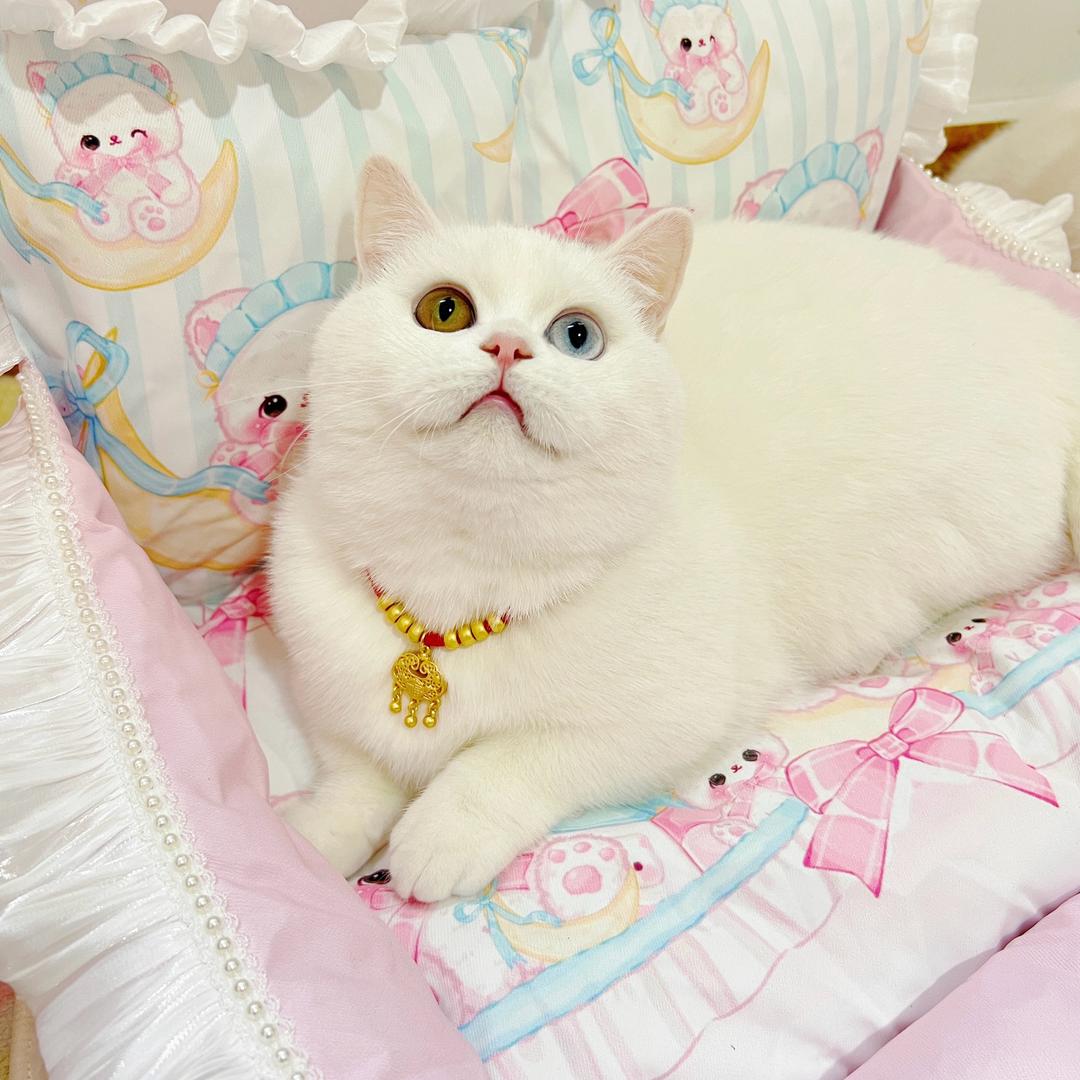 soso的小矮子