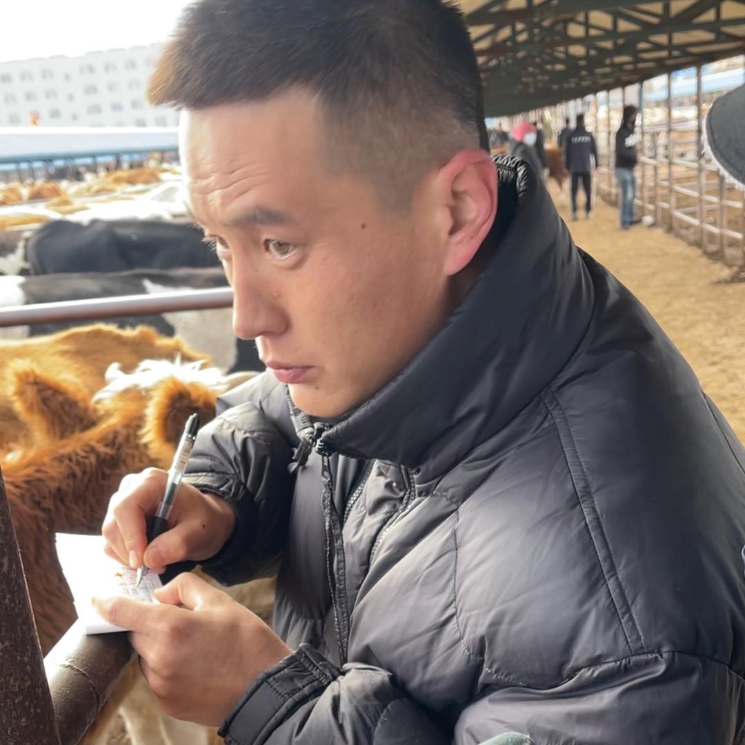 老片母牛养殖联盟小苗