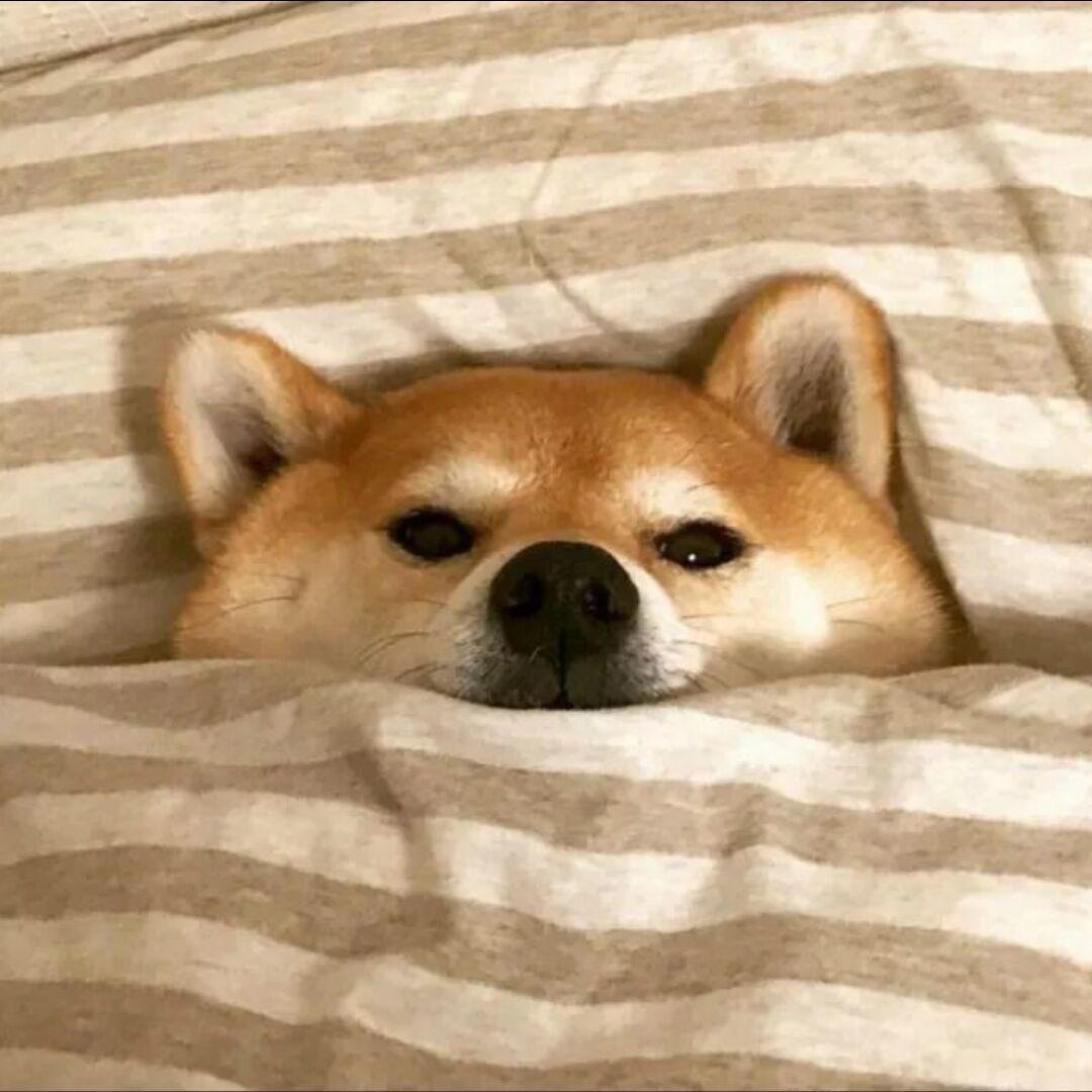 憨憨涵涵（雪山咨询）