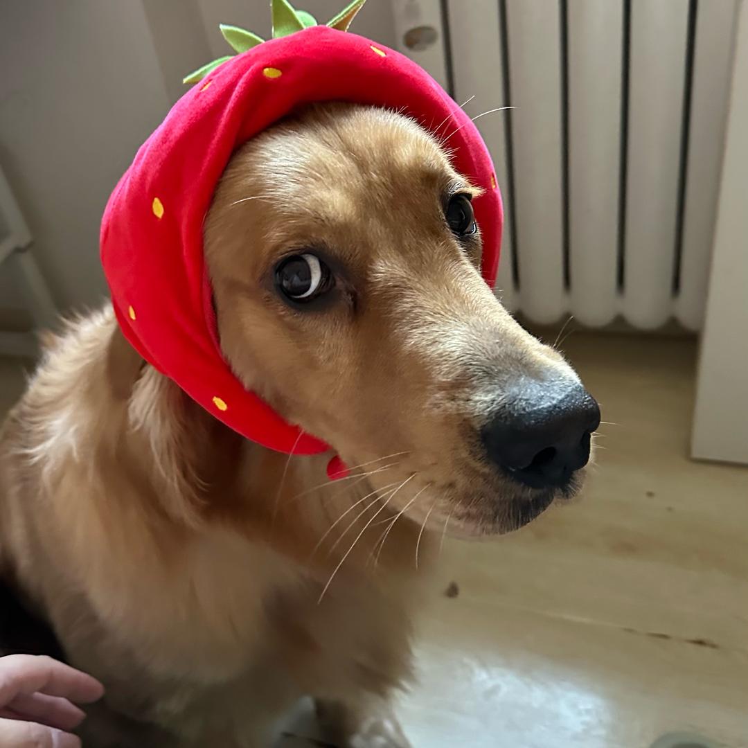 旺财很旺财🐶