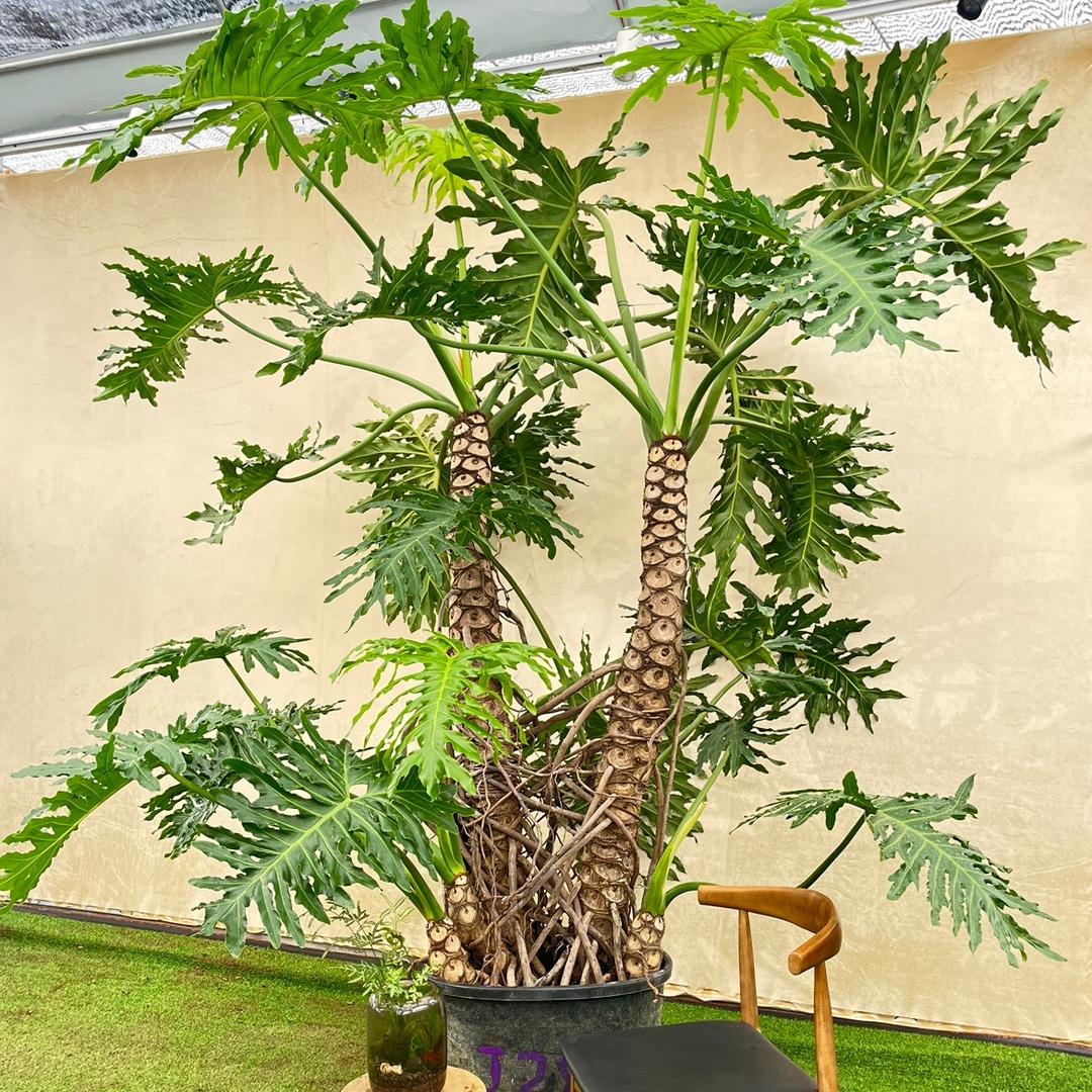 亨特艺术绿植基地