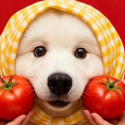 吃掉一口小猪ke