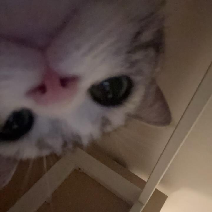 猫利兰