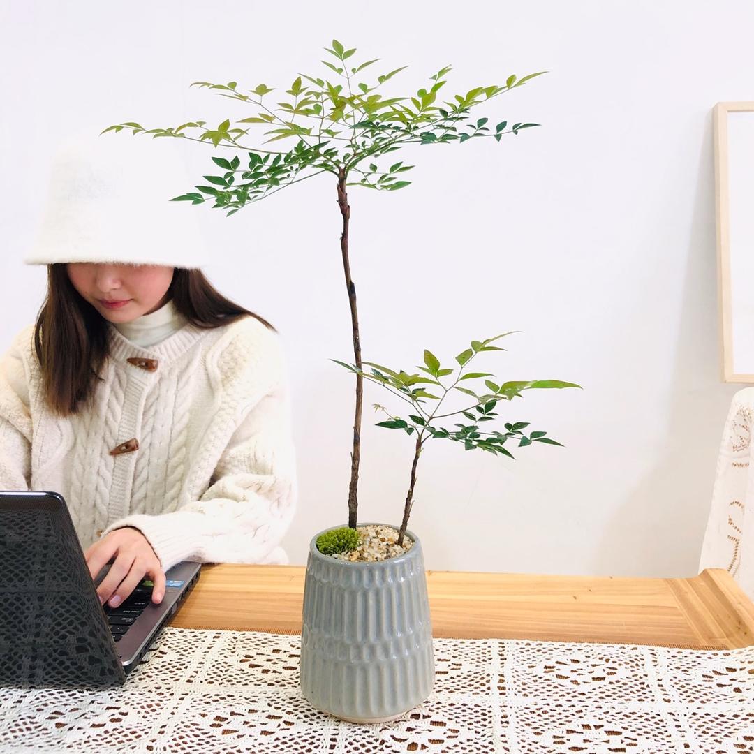 雅韵阁绿植旗舰店