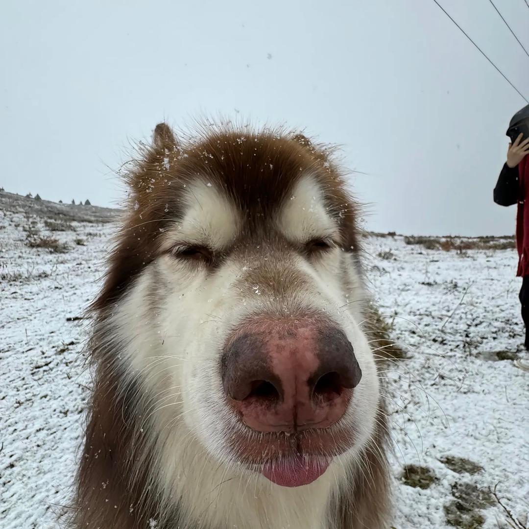 ฅʕ•̫͡•ʔฅ摇了个瑶