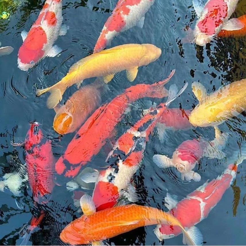 小乐锦鲤two