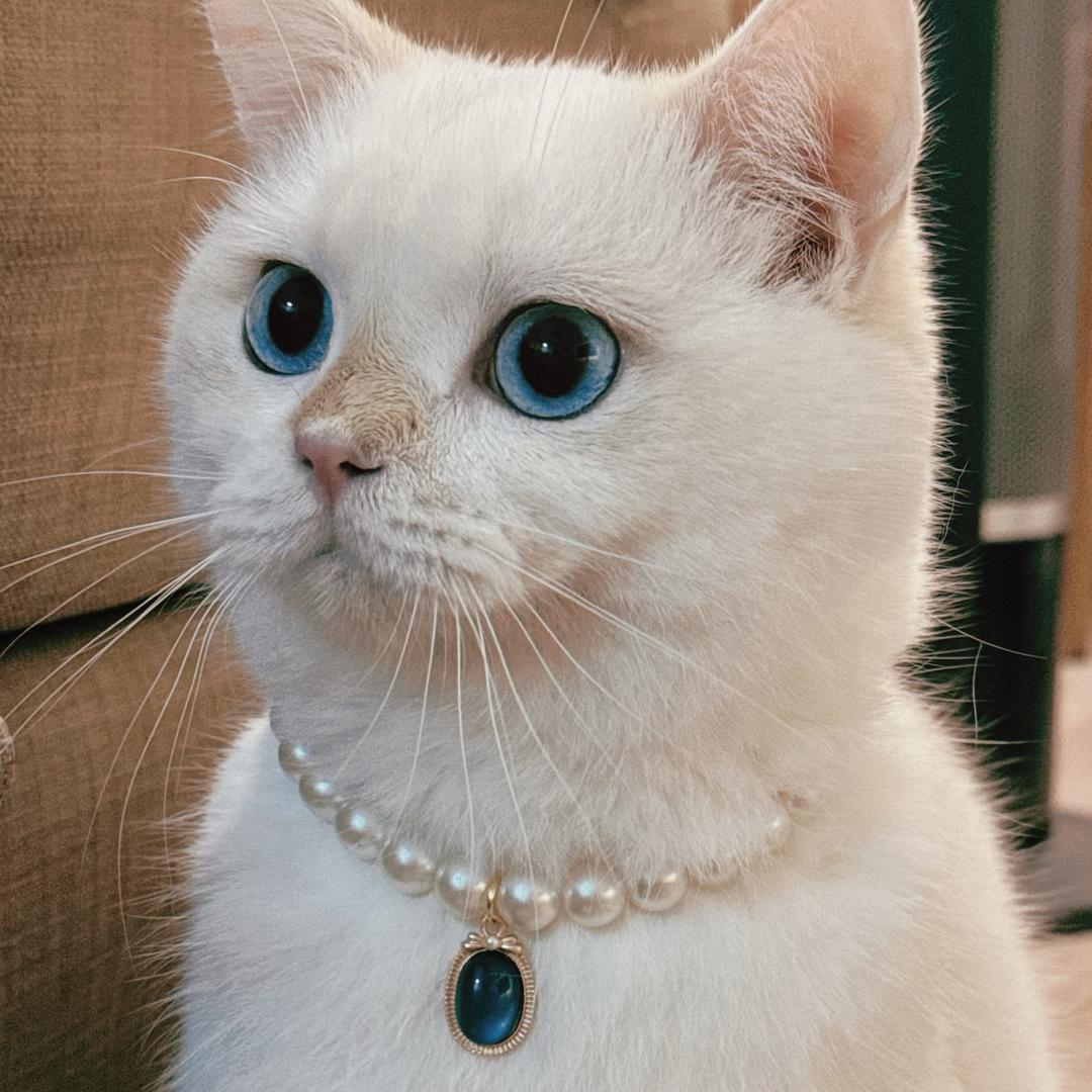领导是只🐱