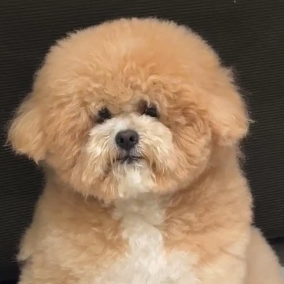 小叶的阿猫阿狗