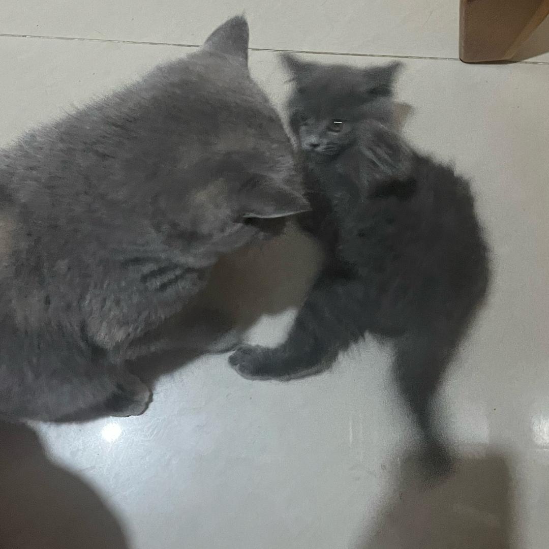俊雅