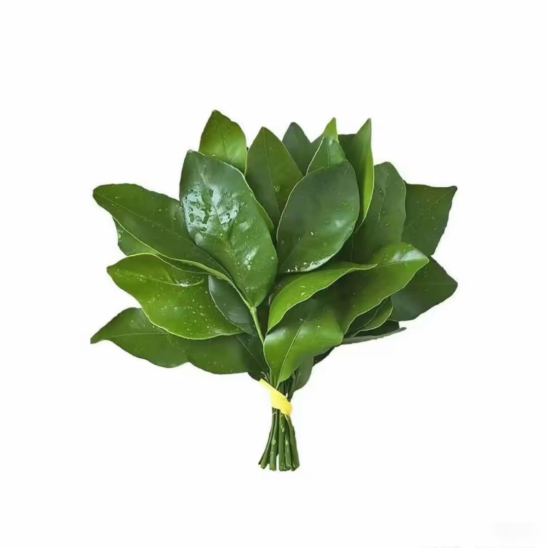 JIALILI