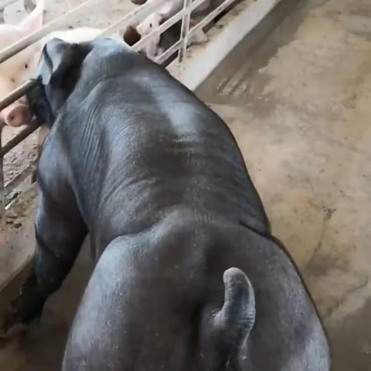 新城邱舒养殖场