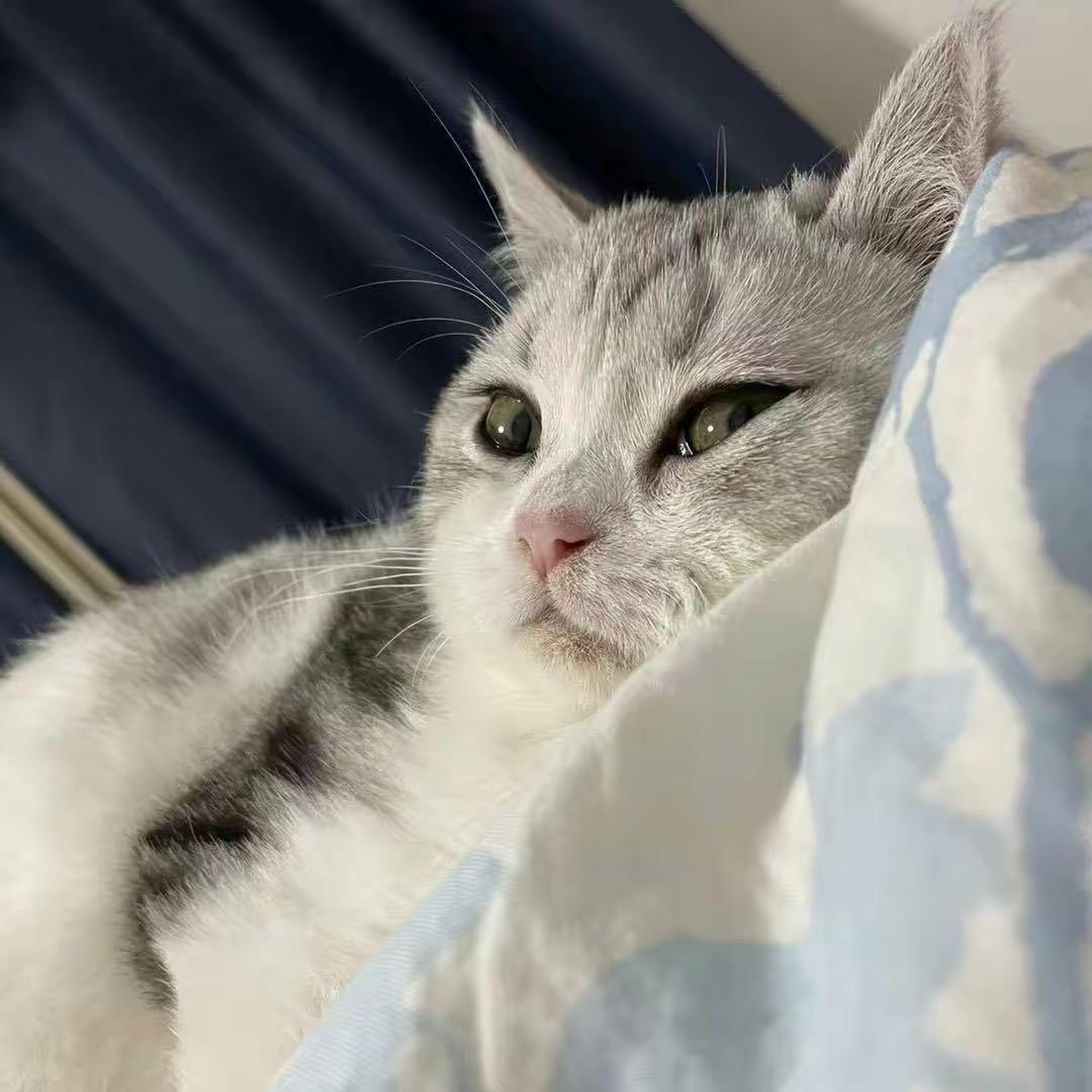 猫创老刘