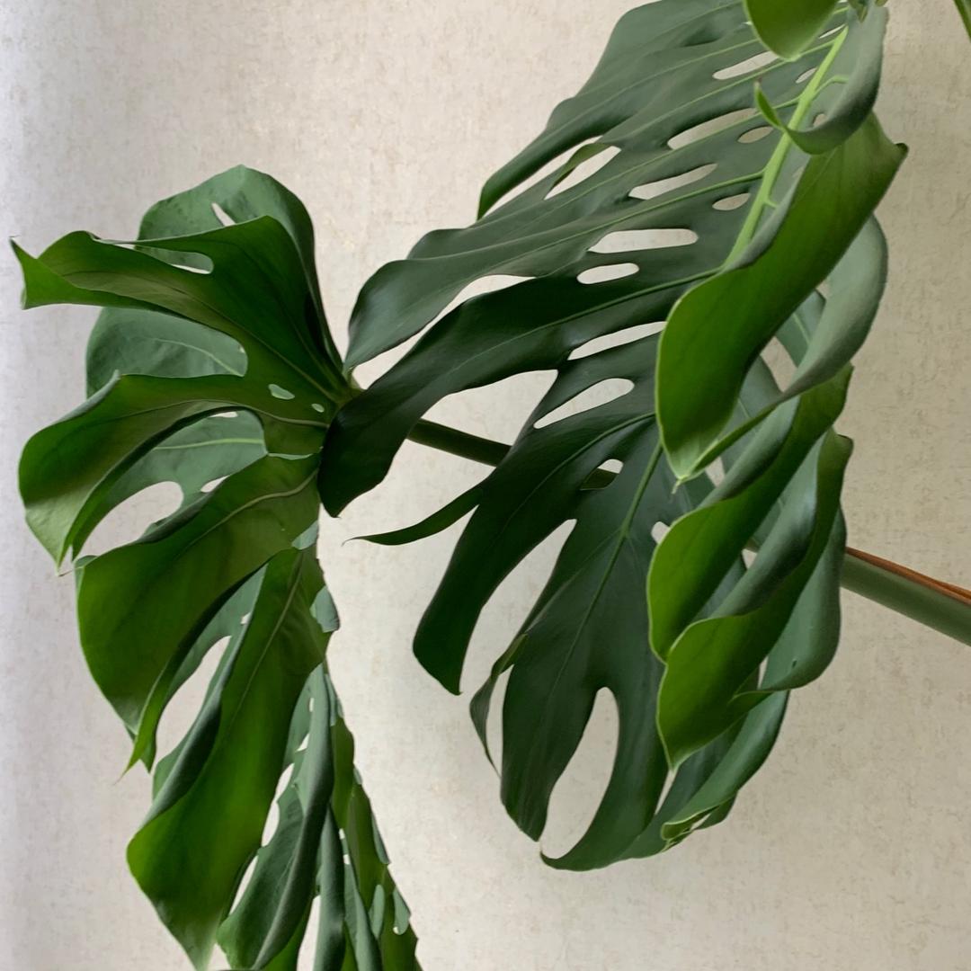 🍄🍄🍄顾    念🌻🌻🌻