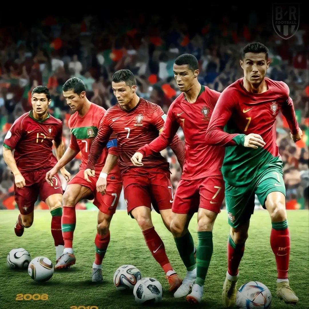 海上森林的一只猫