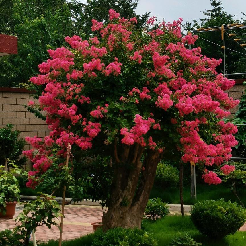 锦牧花卉经营部
