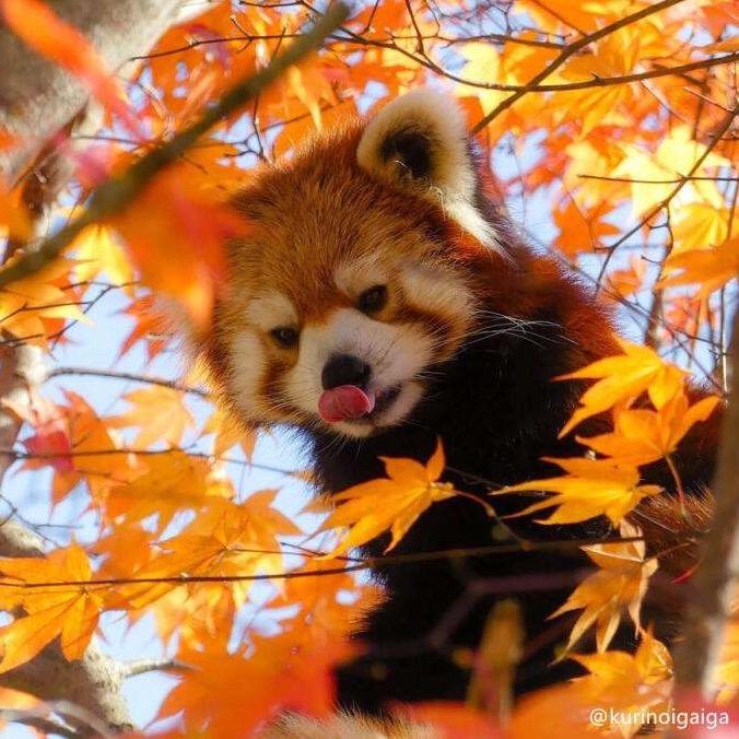 宅在诗里头像