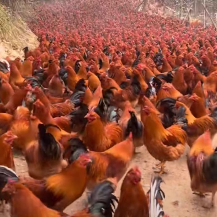 邯郸市琳臻商贸有限公司小洋