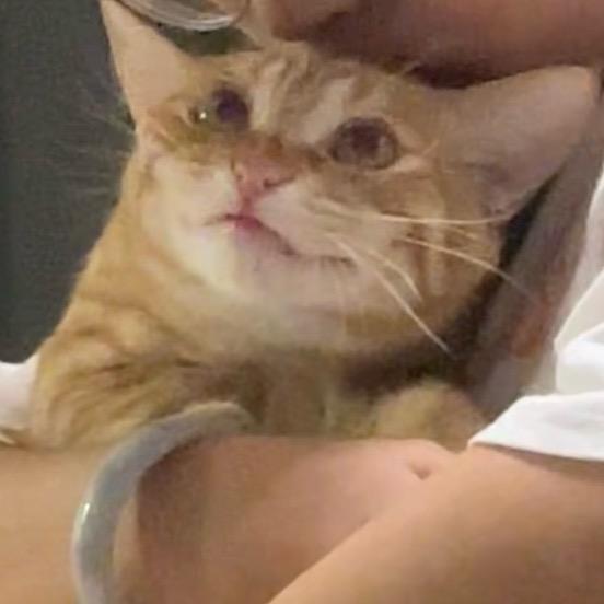饼皮