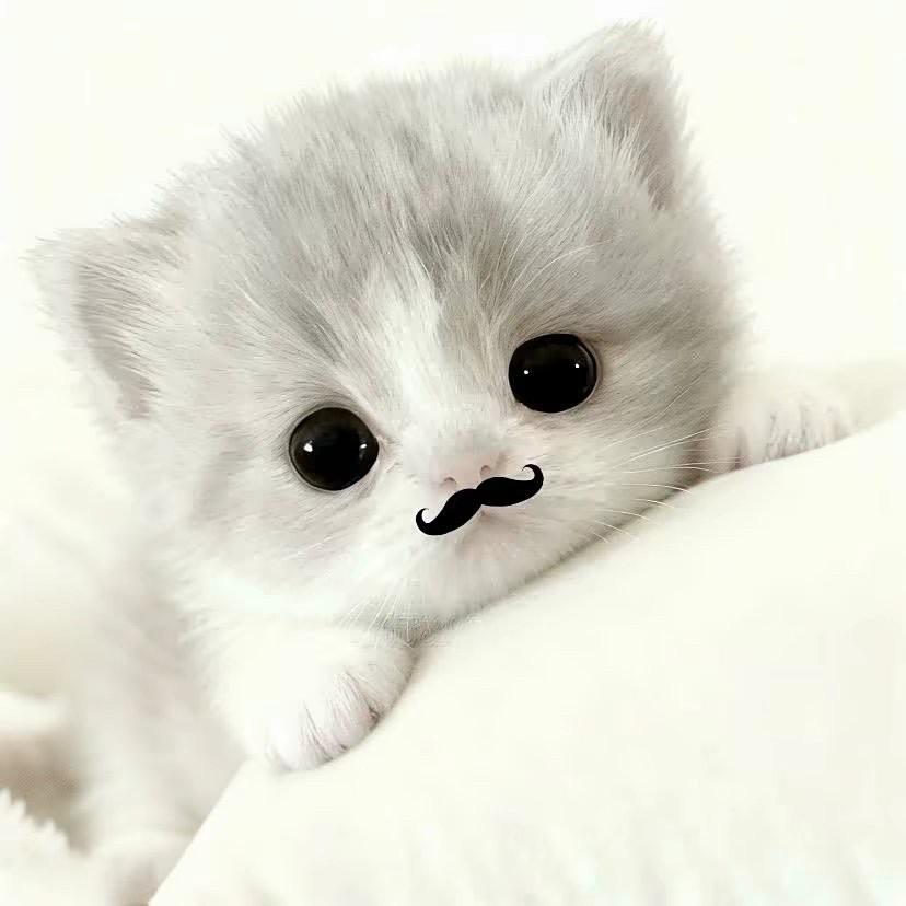 小᳐莹大王᳐੭