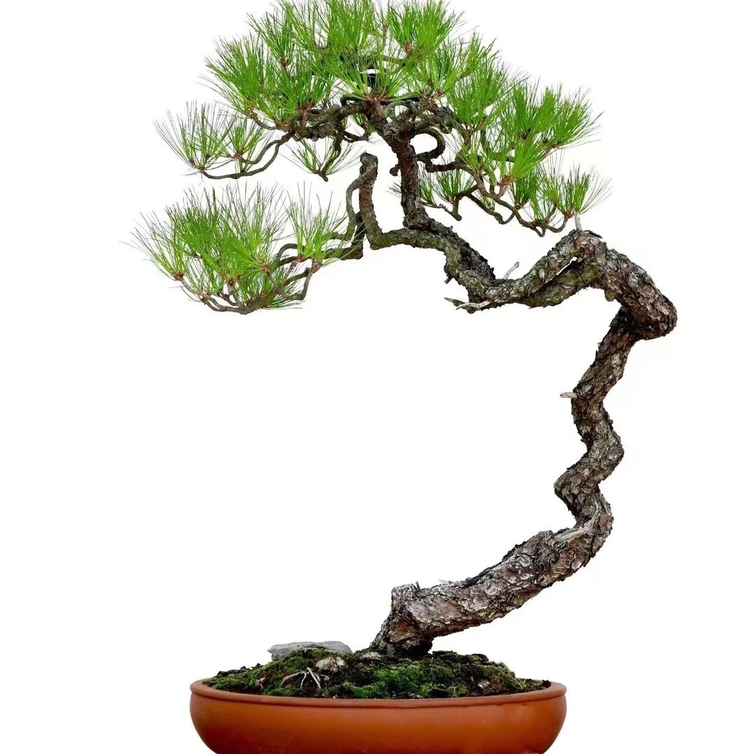 静雅园艺