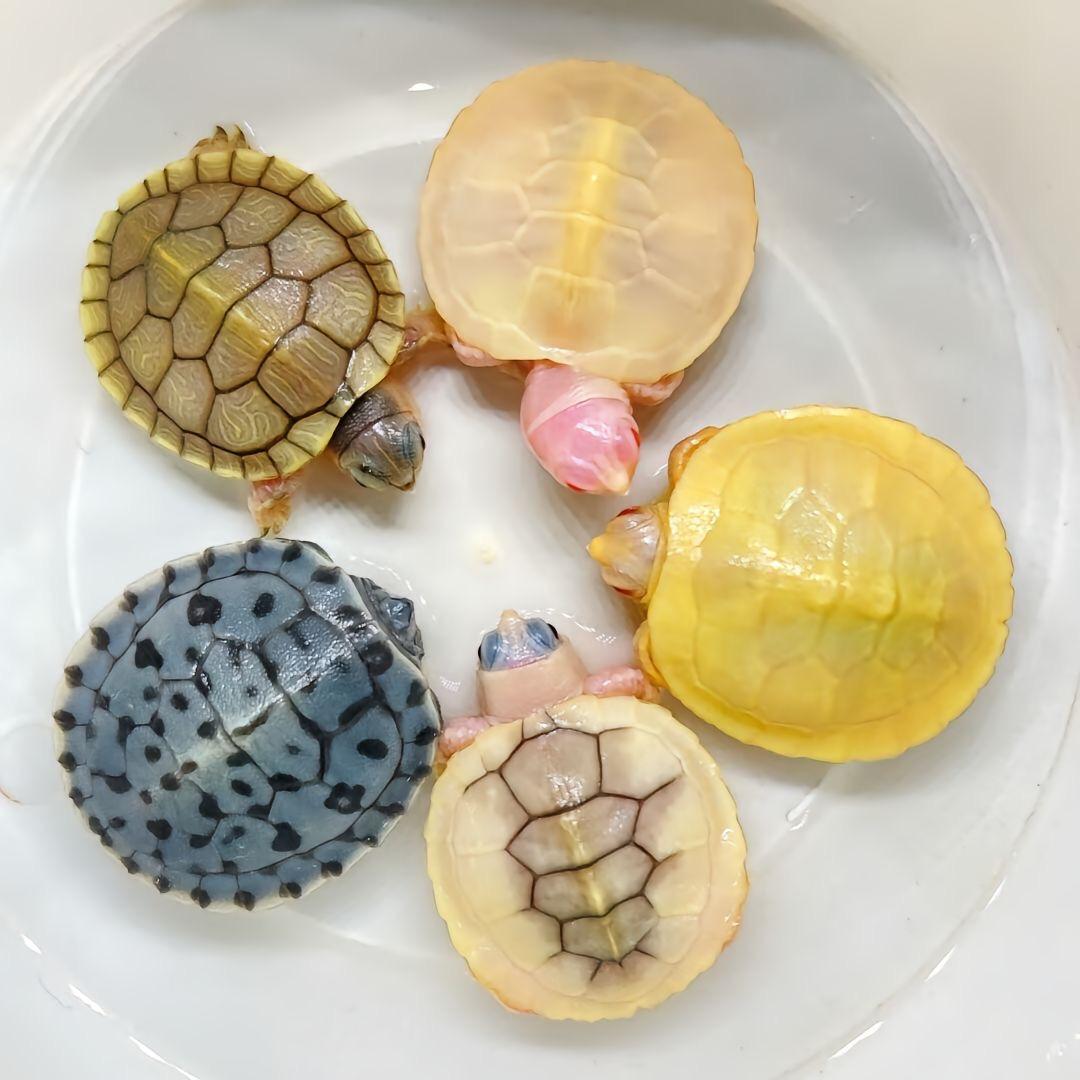 凌海龟业