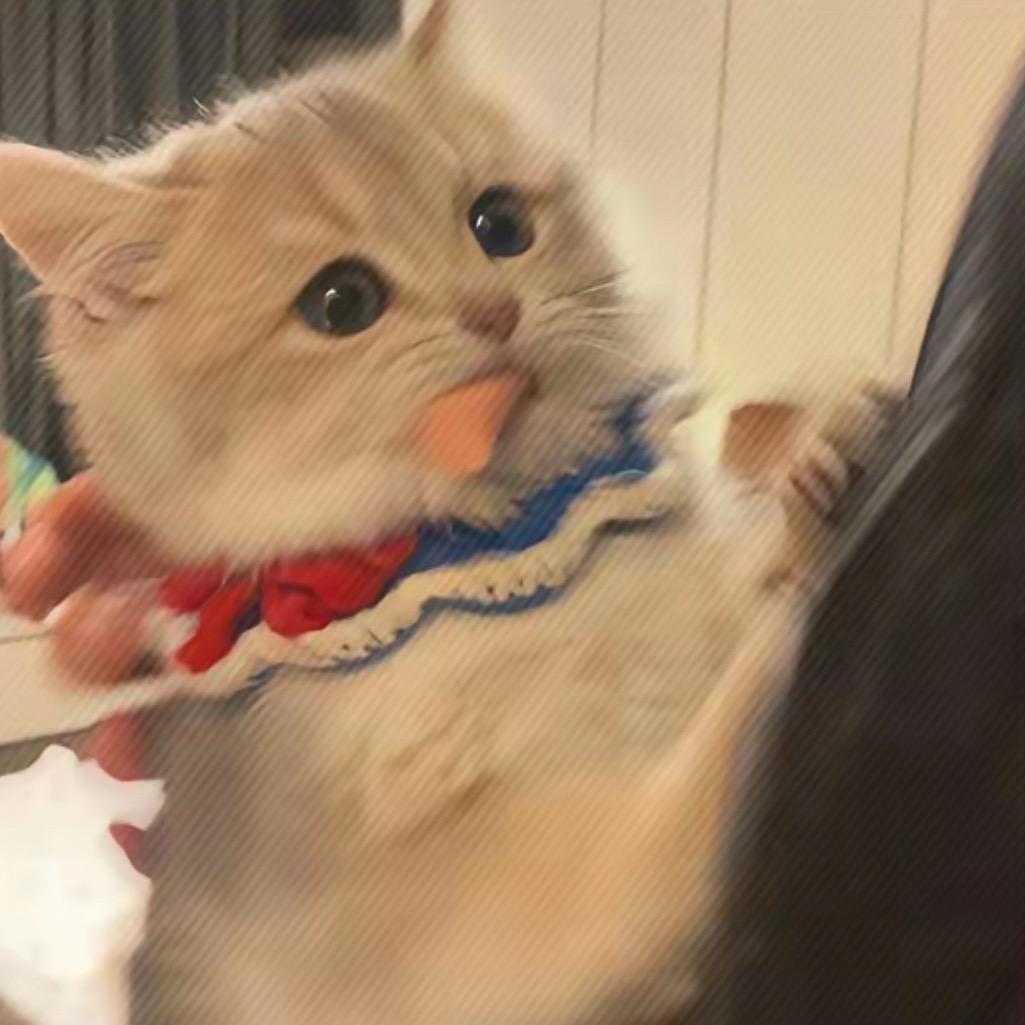猫卿