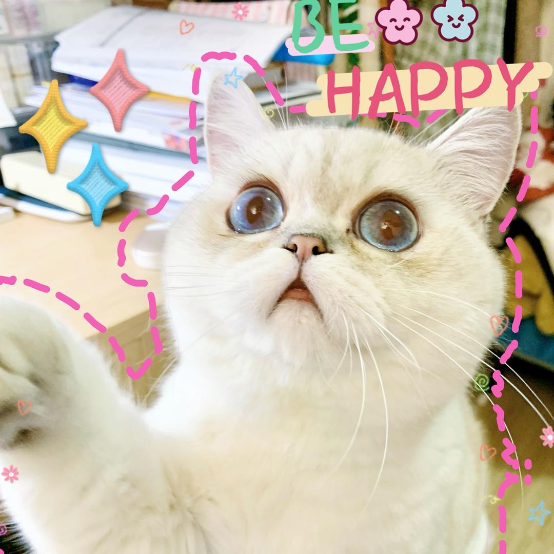 大脸是只猫🐱