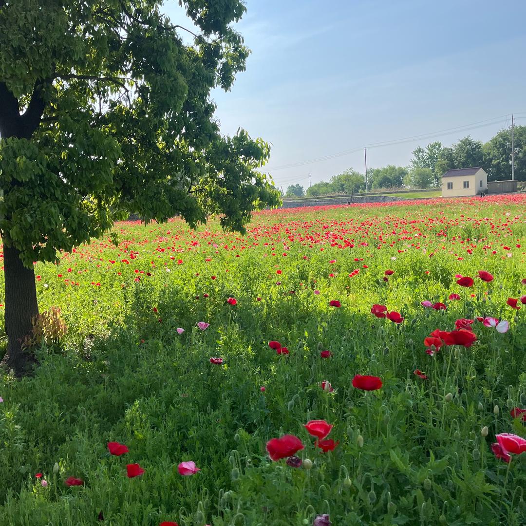 杨Yᴗ͈ïangଇᐝ