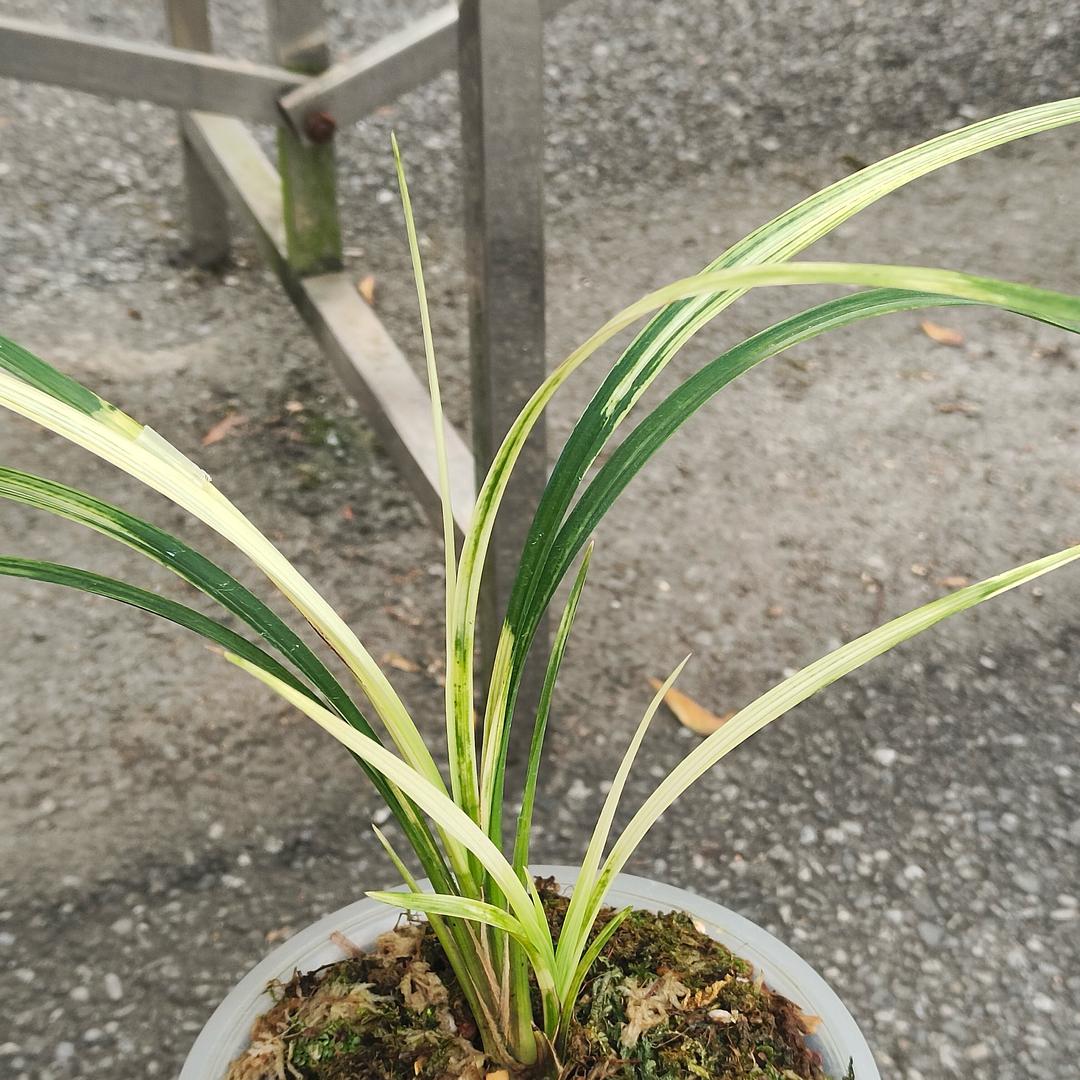 木子汀兰（小李）