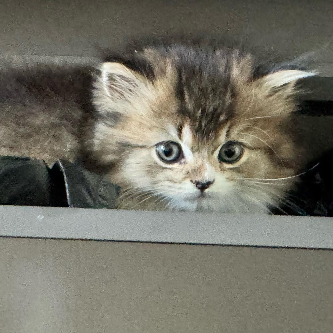 是多米不是哆咪