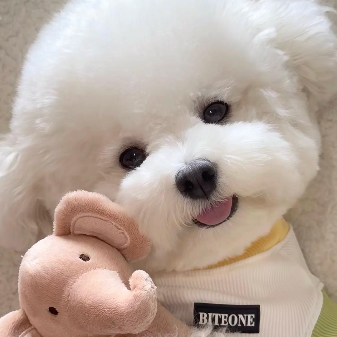 七妹家的毛孩子