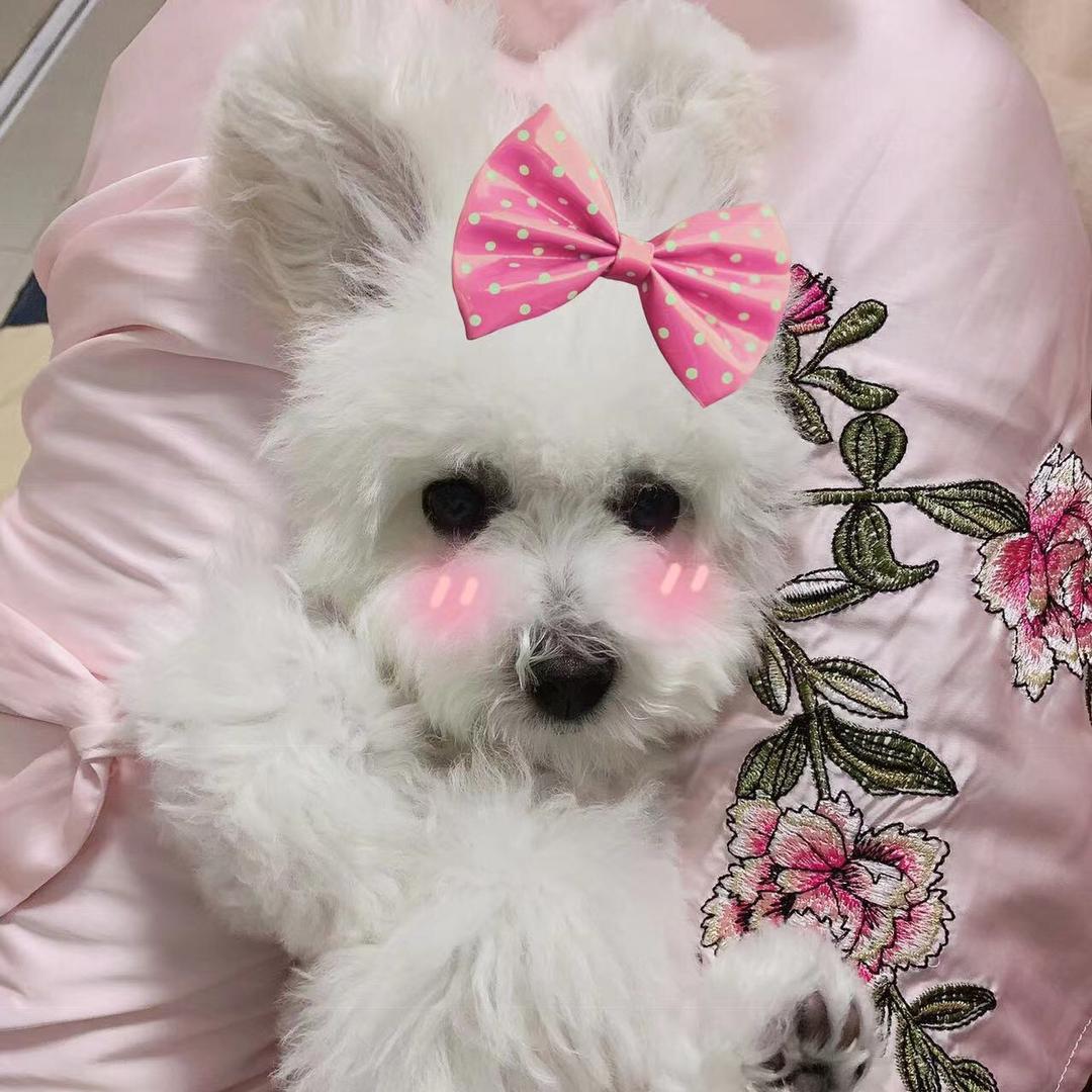 棉花糖❤️宠物用品