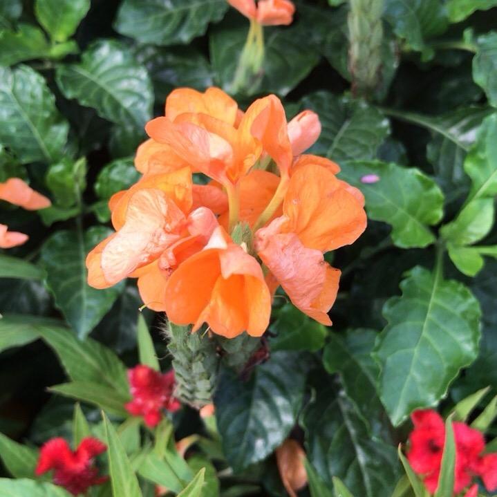 小坏蛋