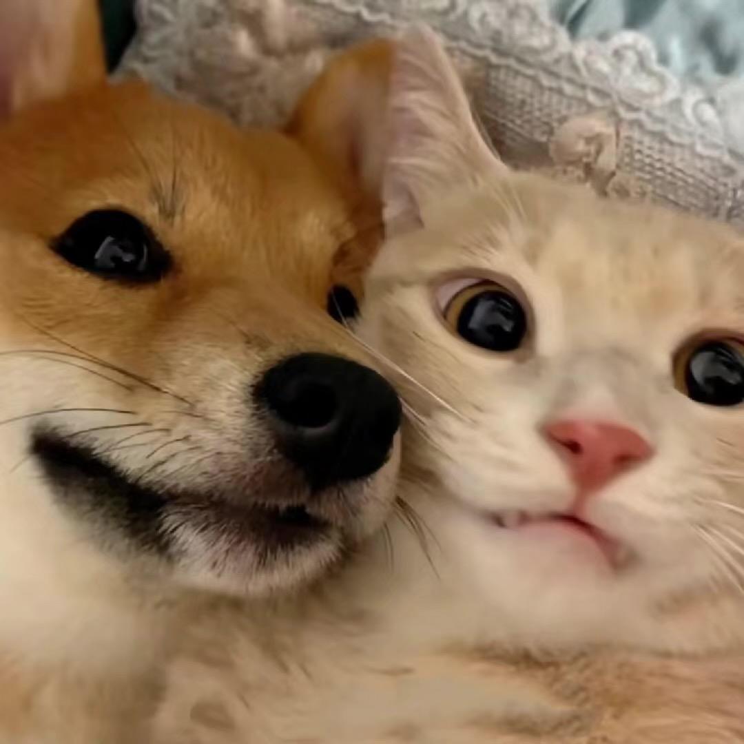 闲狗.