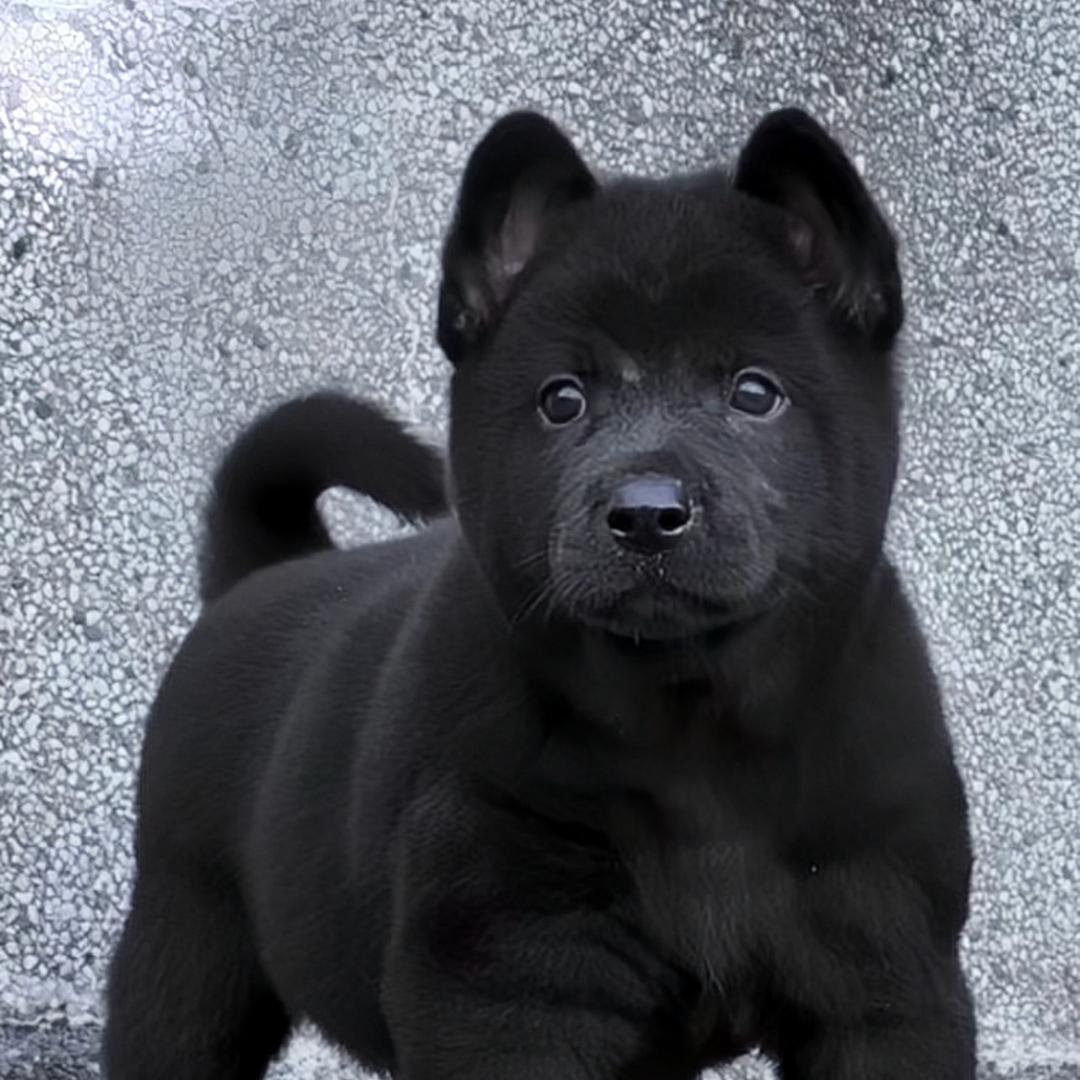 阿菲淘犬