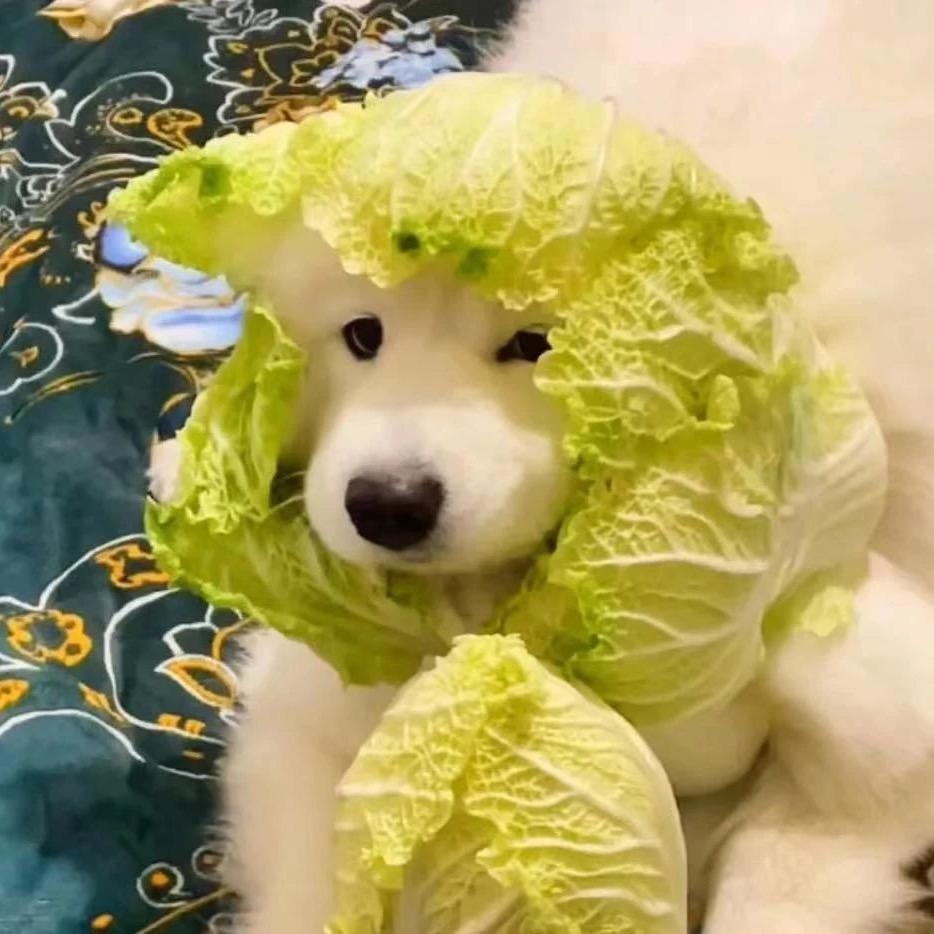 菜菜与狗的故事